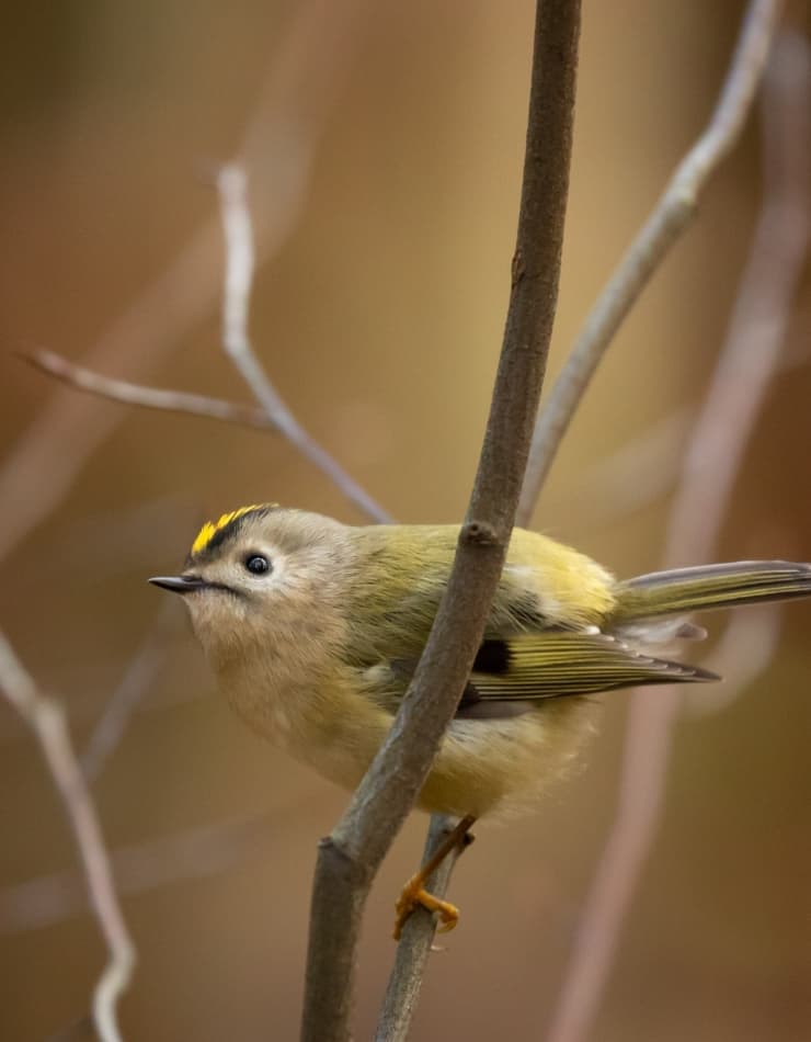 Goldcrest | Steve Edge Design